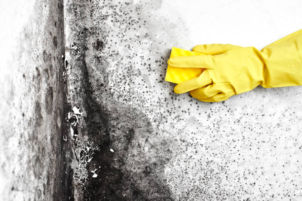 Best Fast Mold Removal  in Lindsborg, KS