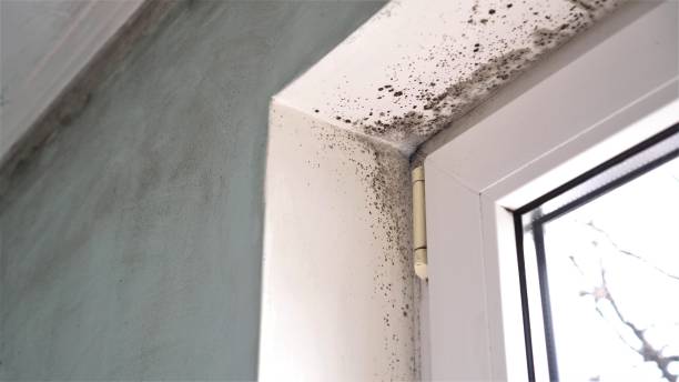 Trusted Lindsborg, KS Mold Removal Experts