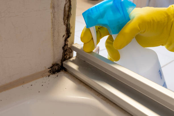 Best Commercial Mold Removal  in Lindsborg, KS