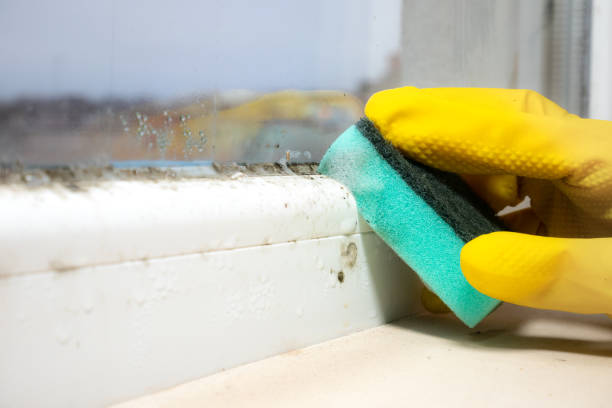 Best Affordable Mold Removal  in Lindsborg, KS