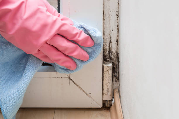 Crawl Space Mold Removal in Lindsborg, KS